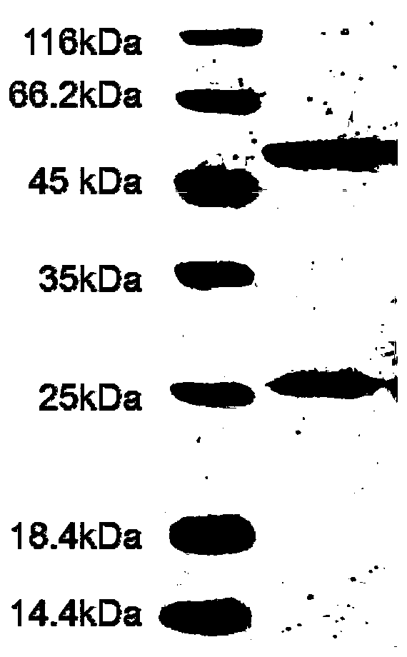 Mouse-derived monoclonal antibody for neutralizing botulinum toxin type A and application of mouse-derived monoclonal antibody