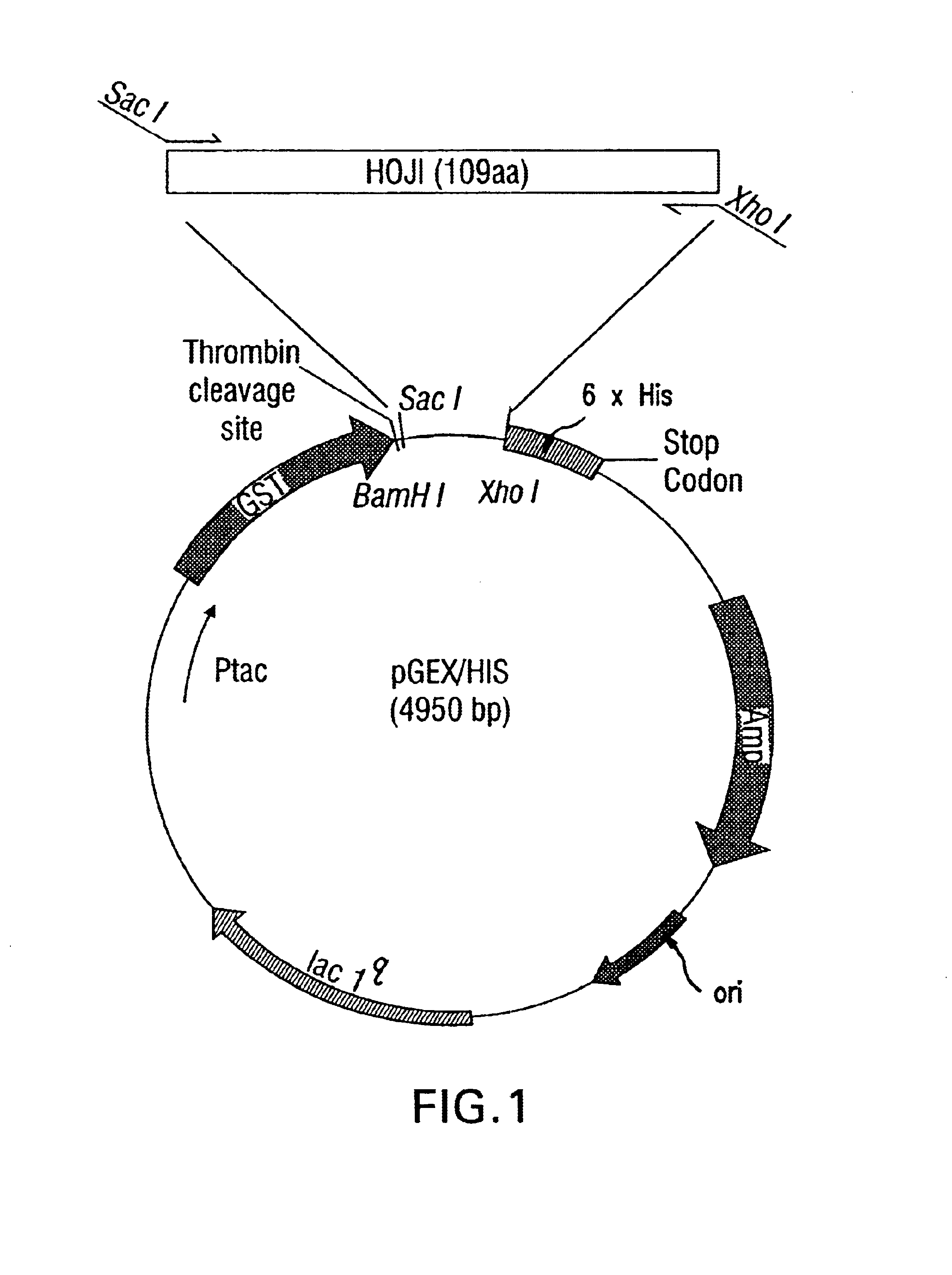 A new human tumor-associated gene