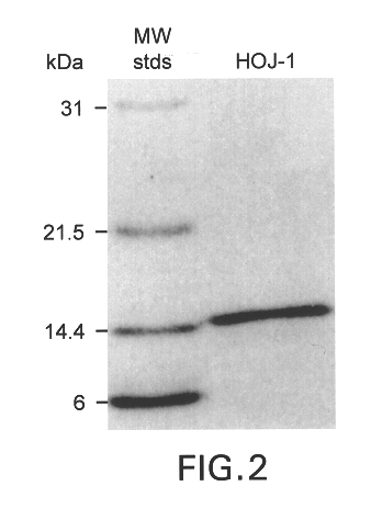 A new human tumor-associated gene