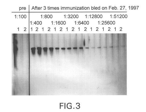 A new human tumor-associated gene