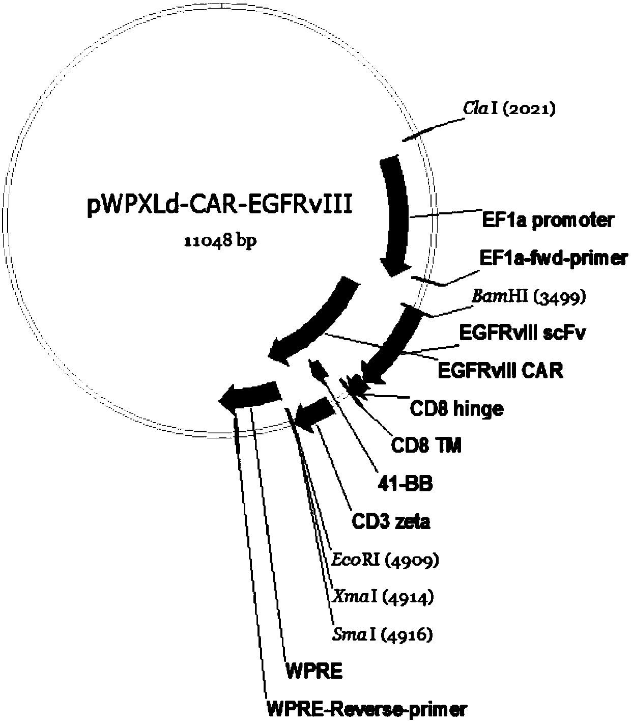 Targeting T lymphocyte and preparation method and application thereof