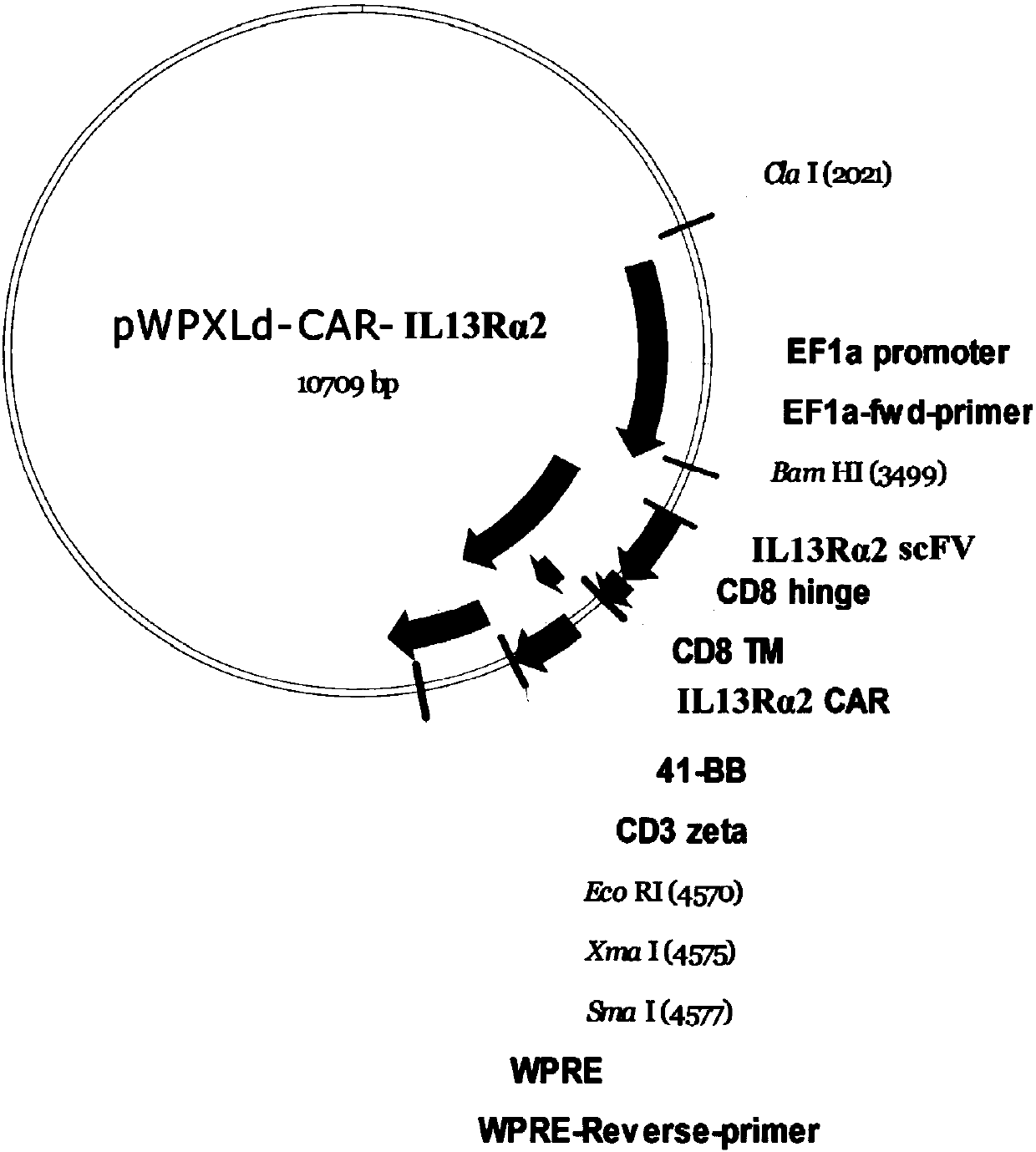 Targeting T lymphocyte and preparation method and application thereof