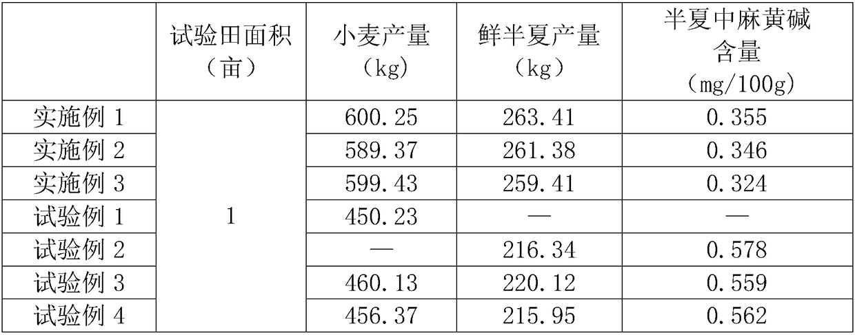 Wheat and rhizoma pinelliae inter-cropping cultivation method