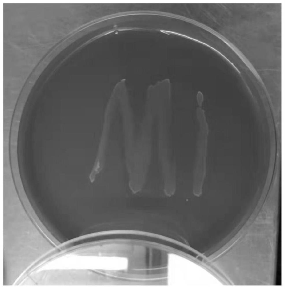 Lactobacillus casei with antihypertensive effect and application thereof