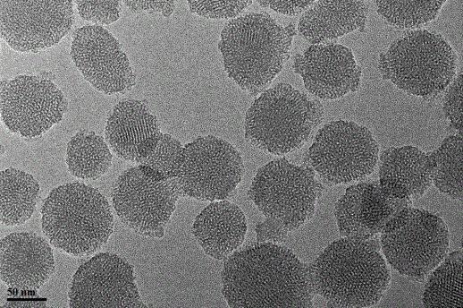 Solid sirolimus self-microemulsion preparation and preparation method thereof