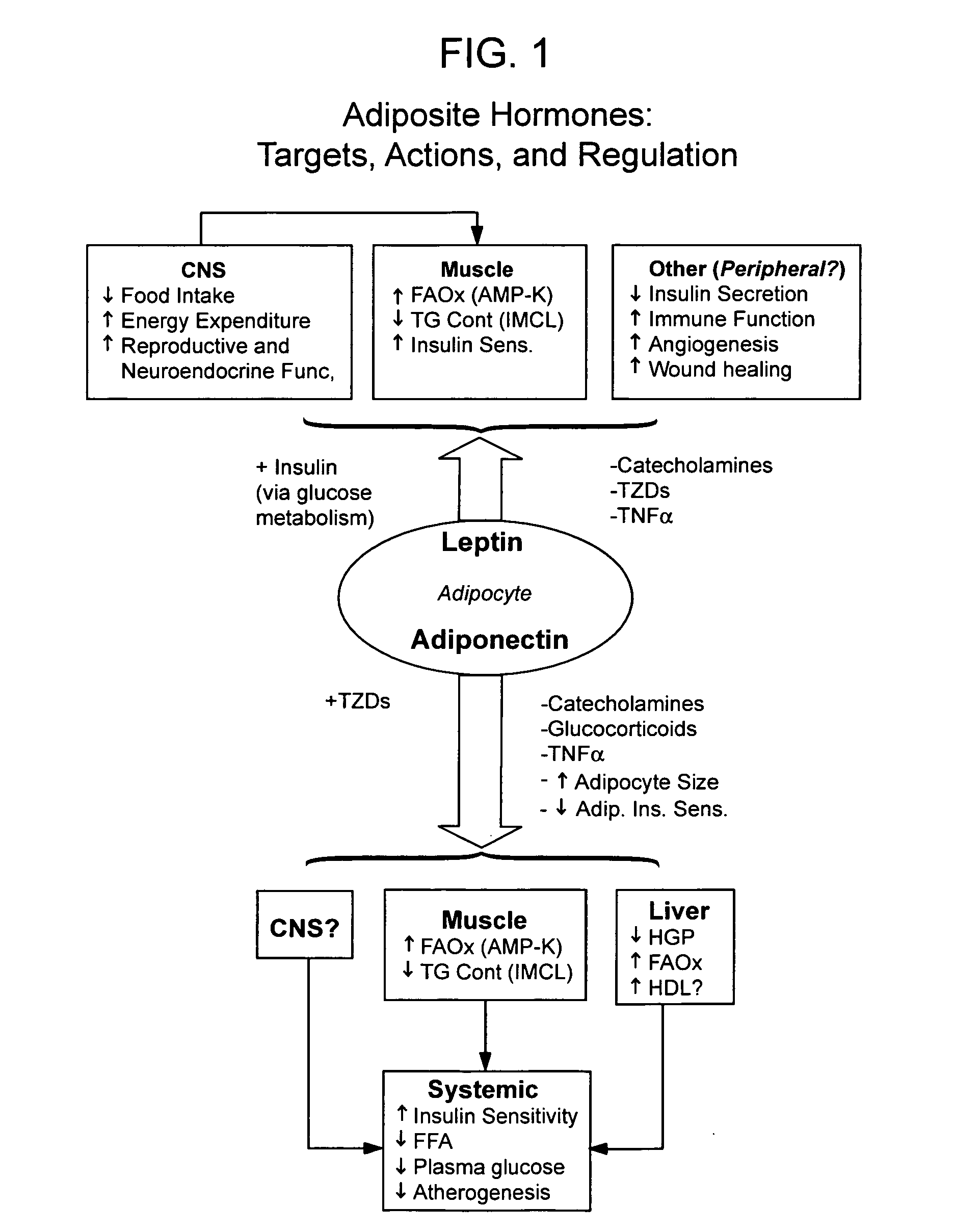 Method of increasing endogenous adiponectin and leptin production