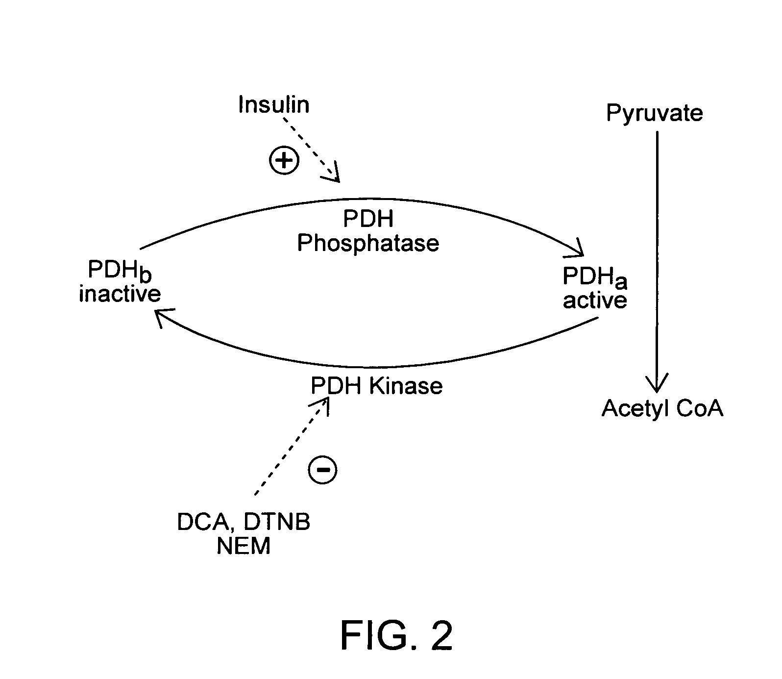 Method of increasing endogenous adiponectin and leptin production