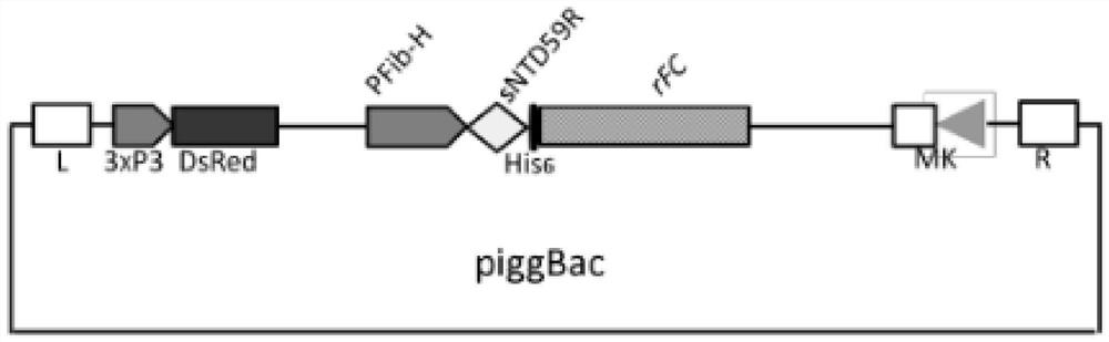 59R mutant vector for expressing rFC protein as well as preparation method and application of 59R mutant vector