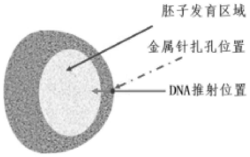 59R mutant vector for expressing rFC protein as well as preparation method and application of 59R mutant vector