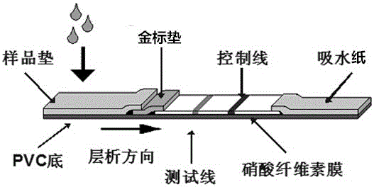 Colloidal gold test strip and detection method for silkworm nuclear polyhedrosis virus immunity