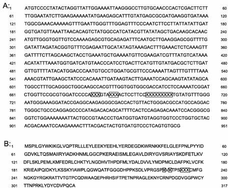 Mutant human plasminogen kringle5, preparation method and application thereof