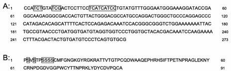 Mutant human plasminogen kringle5, preparation method and application thereof