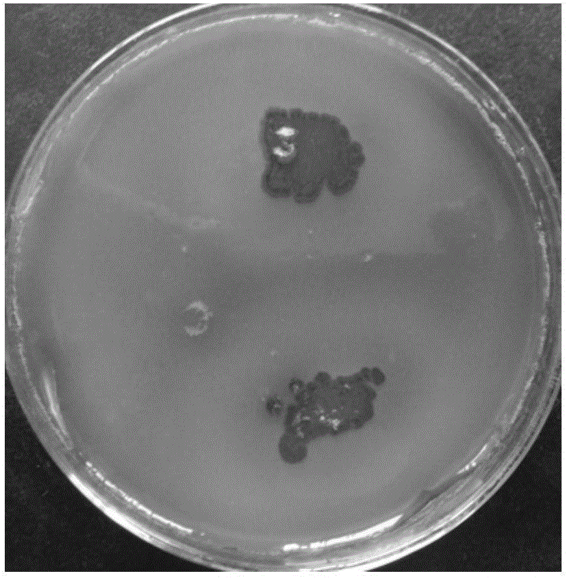 Integrated treatment method for high-salinity and high-concentration refractory organic wastewater resulted from cellulose ether production