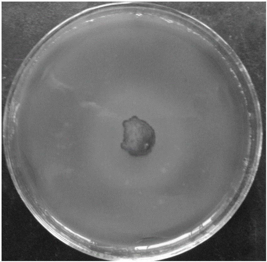 Integrated treatment method for high-salinity and high-concentration refractory organic wastewater resulted from cellulose ether production