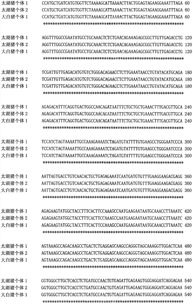 Pig catenin alpha-like 1 (CTNNAL1) gene as genetic marker of pig litter size traits