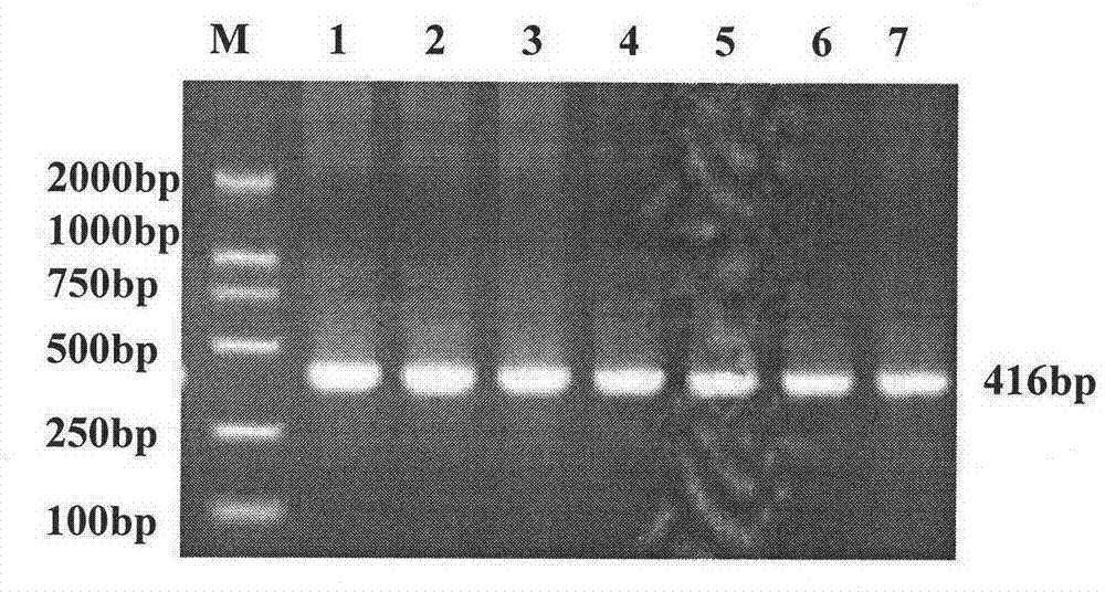 Pig catenin alpha-like 1 (CTNNAL1) gene as genetic marker of pig litter size traits