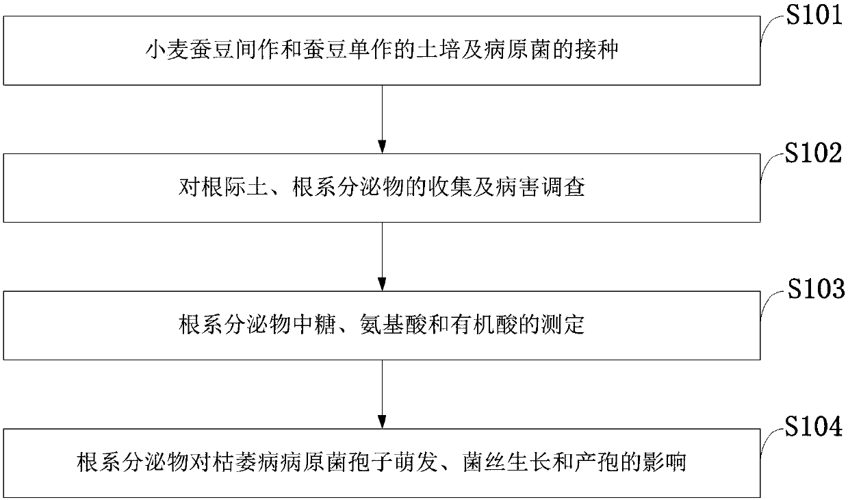 Measuring method for inhibiting broad bean blight during intercropping between wheat and broad bean