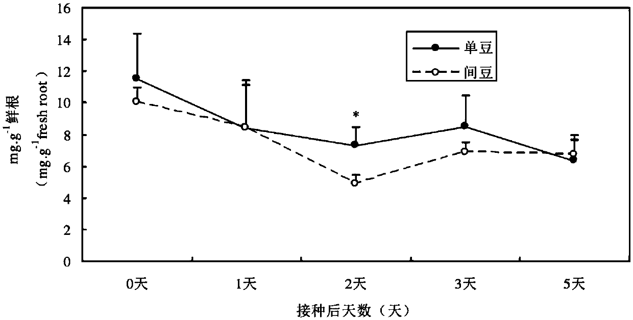 Measuring method for inhibiting broad bean blight during intercropping between wheat and broad bean