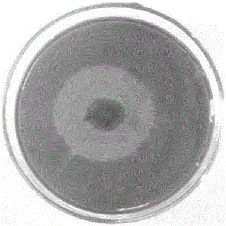 Bacillus with high temperature resistance and cellulose degradation capacity and application thereof