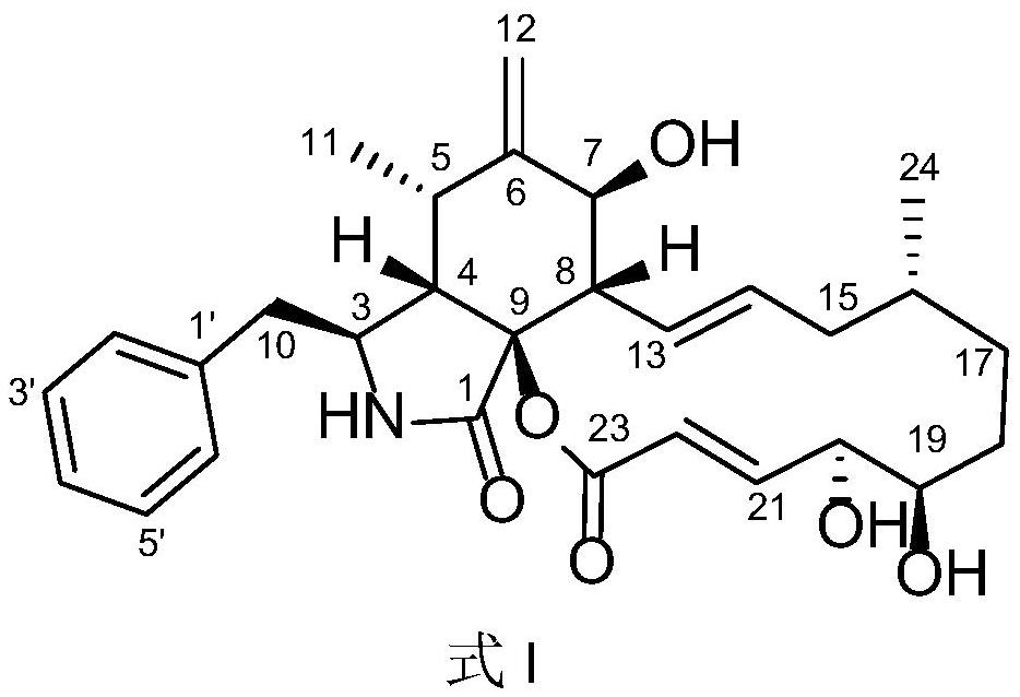 Cytochalasin compound, and preparation method and application thereof