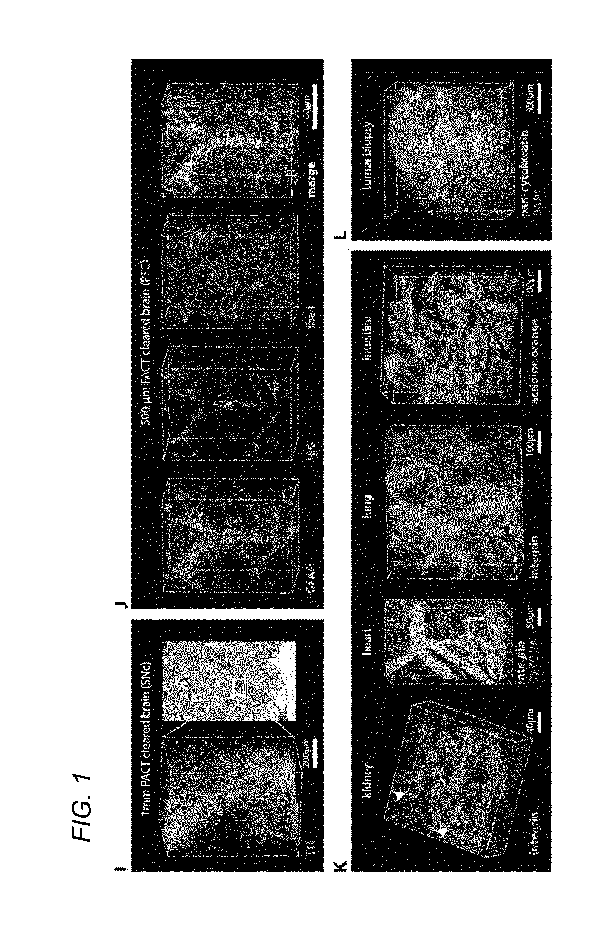 Methods for phenotyping of intact whole tissues