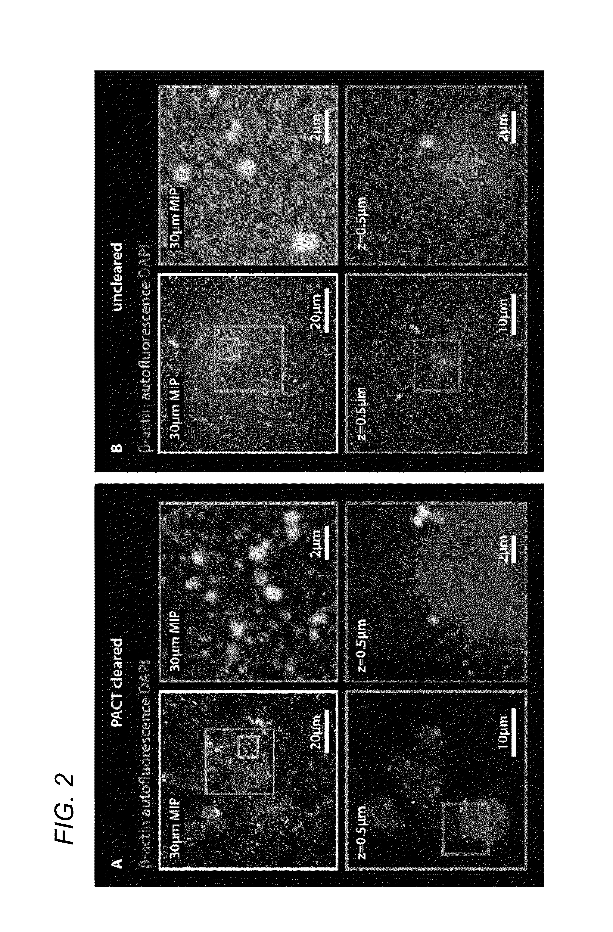 Methods for phenotyping of intact whole tissues