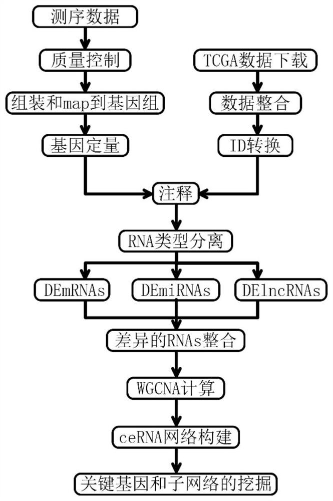 Tumor gene co-expression network construction method and device, equipment and storage medium