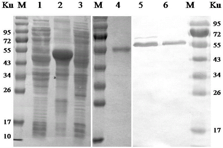 Monoclonal antibody (eeev-6e2) against Eastern equine encephalitis virus e2 protein and its recognized B-cell epitope and application