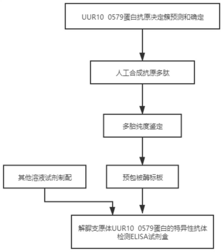 Diagnostic marker for ureaplasma urealyticum infection and preparation method and application of detection kit corresponding to diagnostic marker