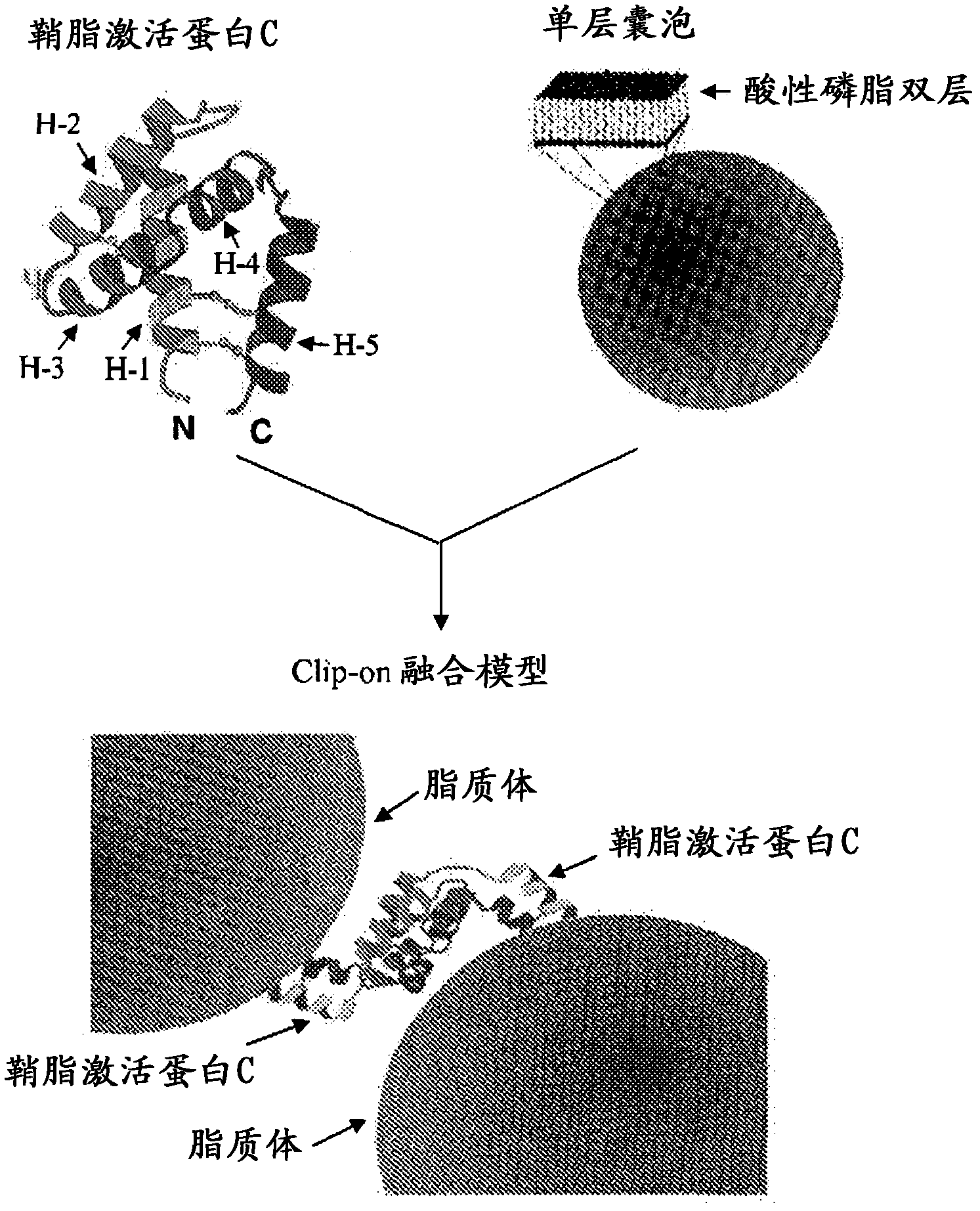 Fusogenic properties of saposin c and related proteins and peptides for transmembrane drug delivery systems