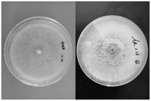 Method for preparing biochrome by double-bacteria fermentation using waste water rich in amino acid as base material