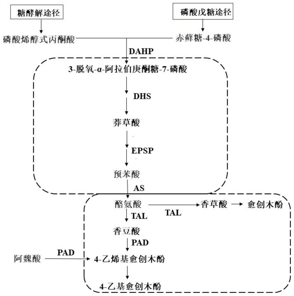 Weissella for promoting zygosaccharomyces rouxii to produce guaiacol substances