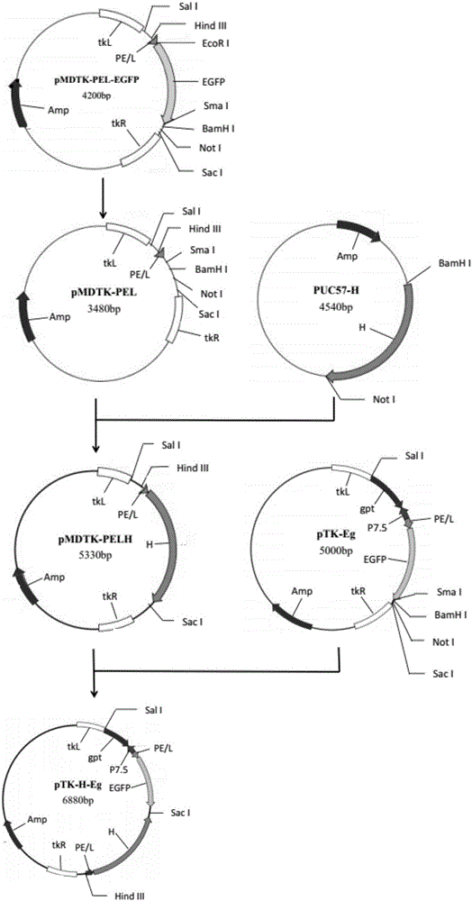 Vaccine for expressing panda canine distemper virus H and F gene recombinant goat pox virus, and preparation method and immuno application method thereof