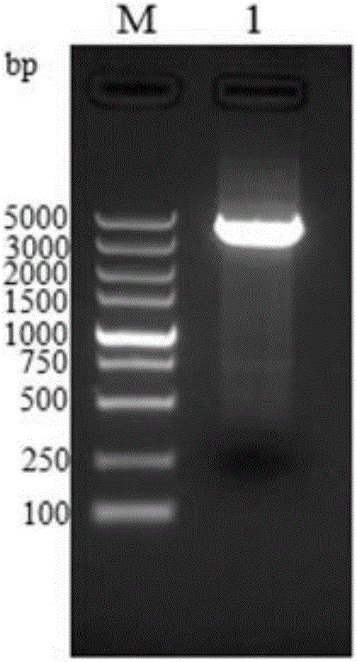 Vaccine for expressing panda canine distemper virus H and F gene recombinant goat pox virus, and preparation method and immuno application method thereof