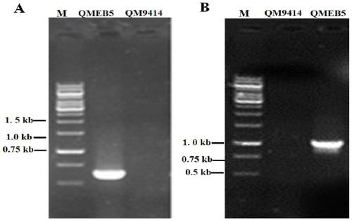 Trichoderma reesei engineering bacterium high in secretion of endoglucanase and beta-glucosidases and construction method and application of trichoderma reesei engineering bacterium