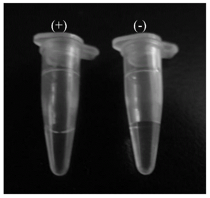 Method for rapidly detecting bacterial canker of tomatoes and special primer for method