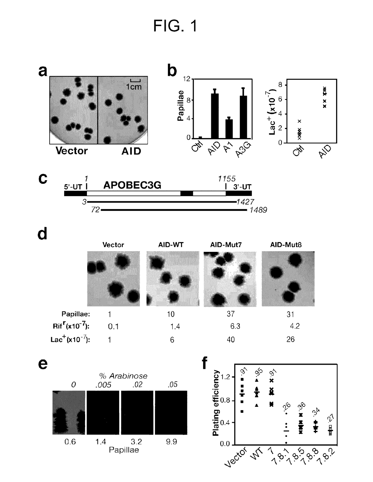 Mutants of activation-induced cytidine deaminase (AID) and methods of use