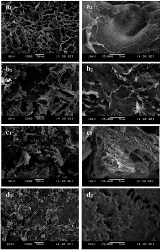 Porphyra haitanensis polysaccharide as well as preparation method and probiotic activity application thereof