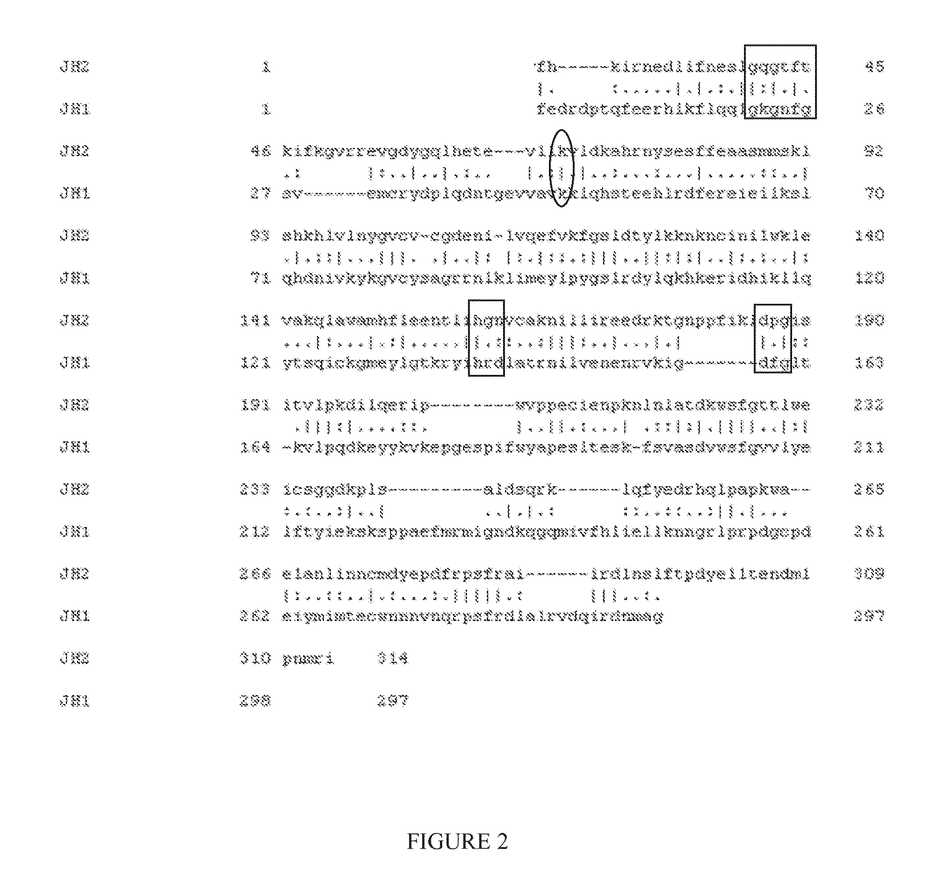 Dual activity kinase domains and uses thereof