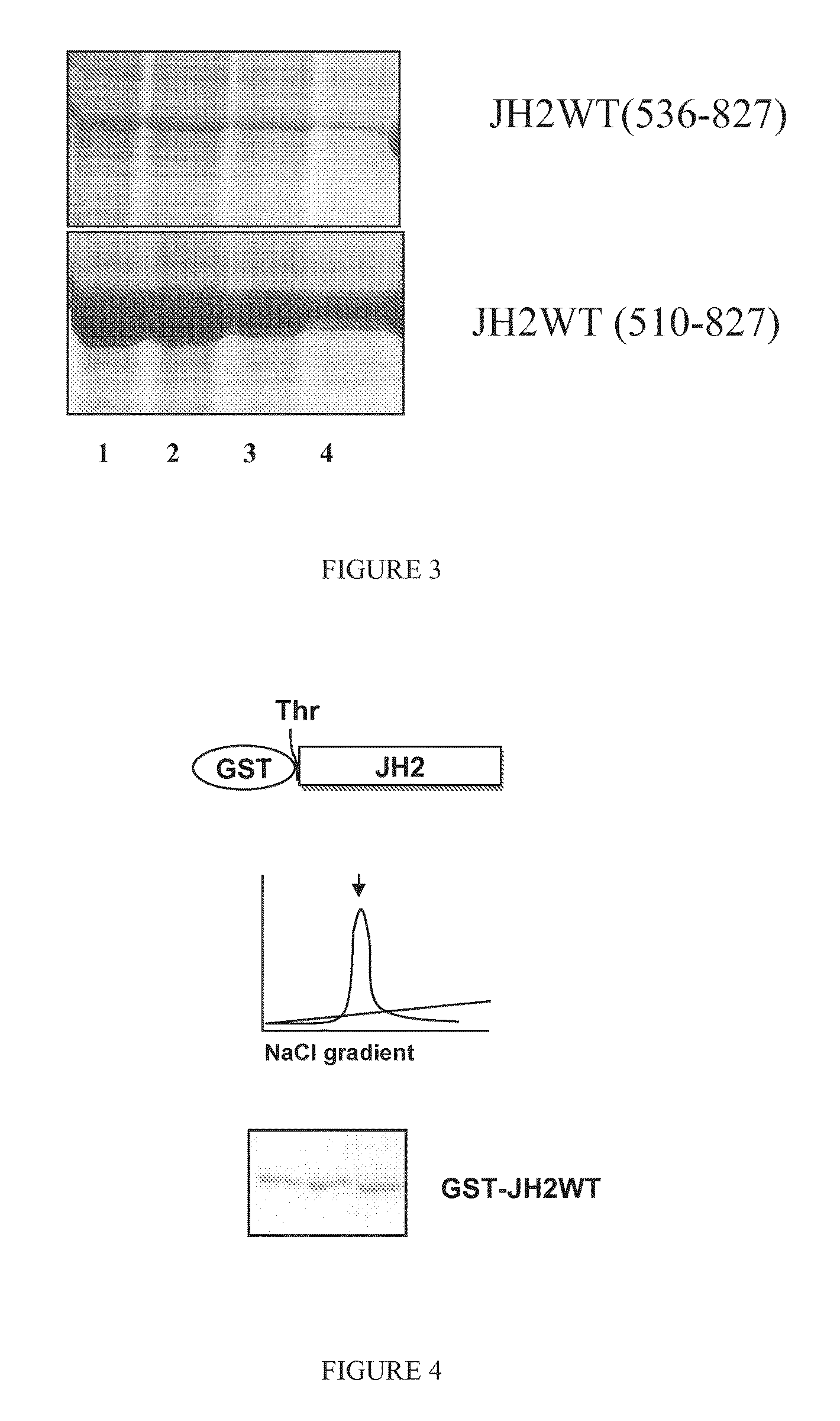 Dual activity kinase domains and uses thereof