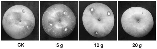 Application of mustard Dilong No.1 in preparing fruit preservative