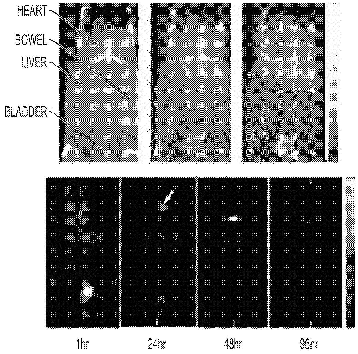 Multimodal silica-based nanoparticles