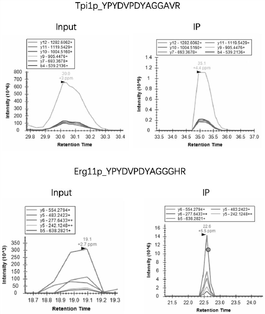 Peptide fragment-based targeted proteome accurate quantification method