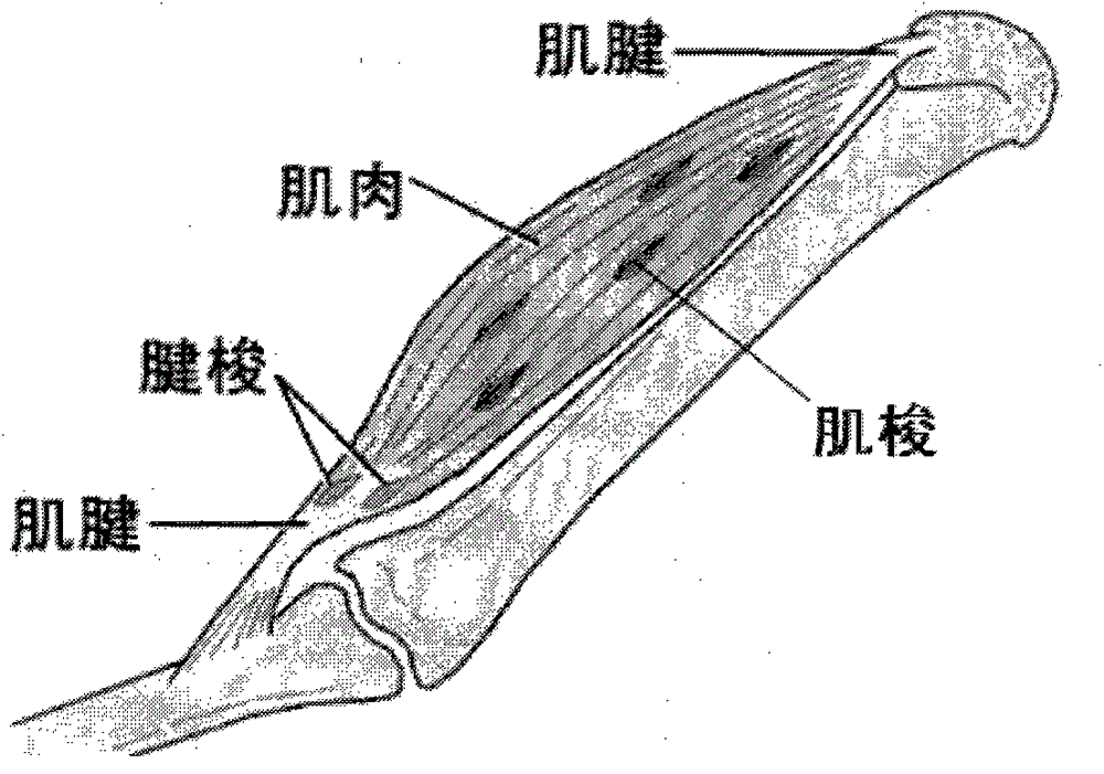 Chinese population static balance capability assessment model