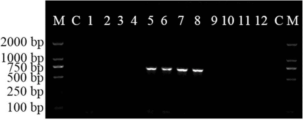 Molecular specificity labeled primer for identifying T. chinensis seedling and method