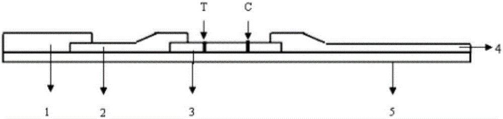 C reactive protein saliva test paper strip and preparation method thereof