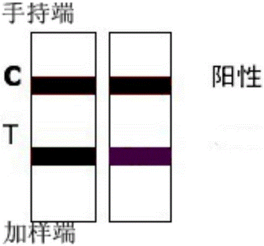 C reactive protein saliva test paper strip and preparation method thereof