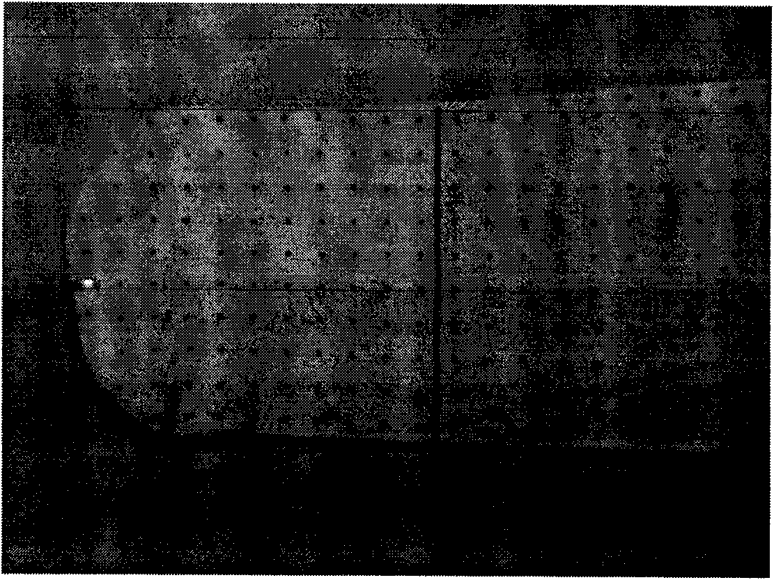 Method for obtaining dynamic shape of foot model