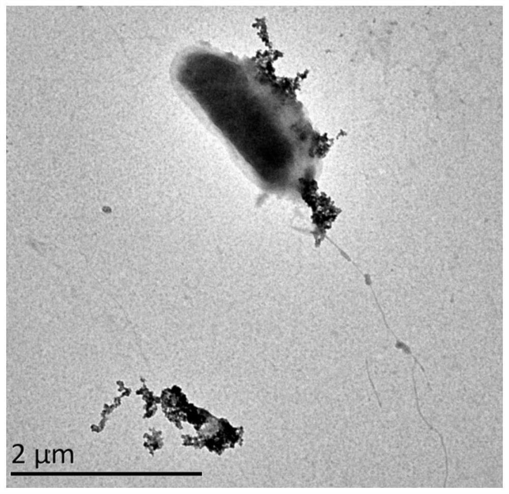 A Crude Oil Degrading Bacteria Strain and Its Application