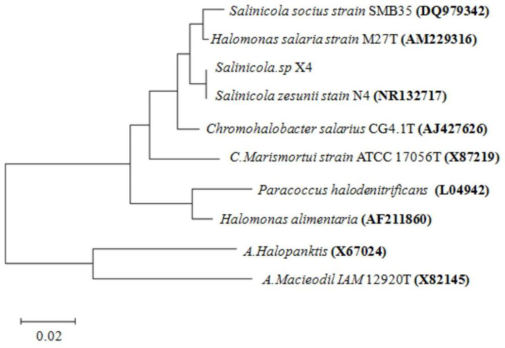 A Crude Oil Degrading Bacteria Strain and Its Application